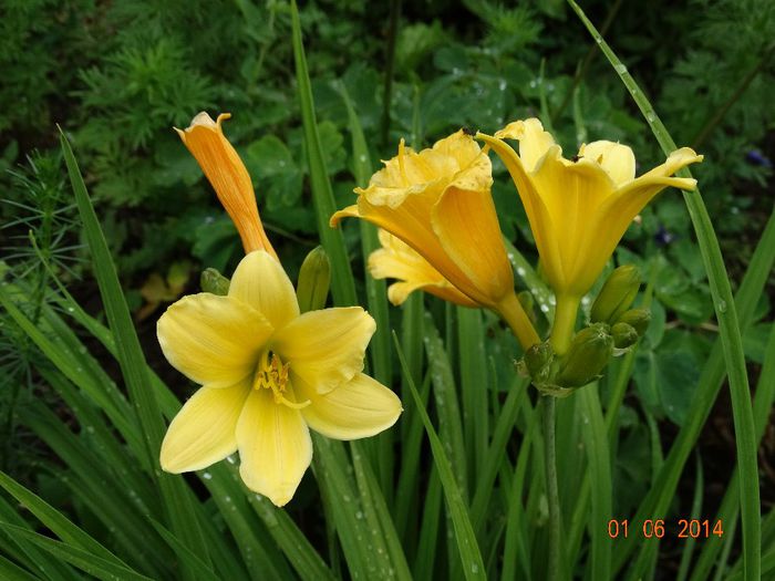 DSC04004 - Plante in gradina 2014