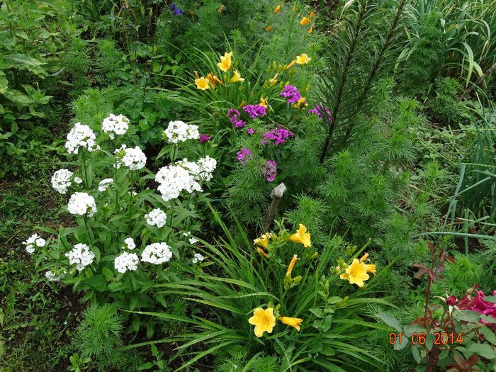 DSC04027 - Plante in gradina 2014