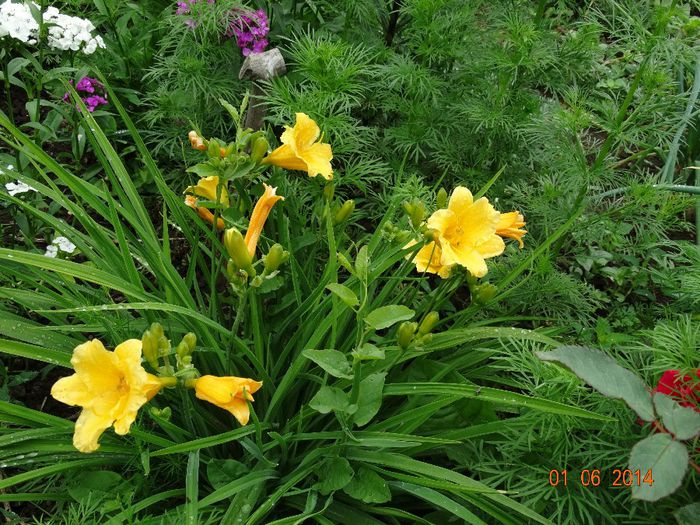 DSC04028 - Plante in gradina 2014