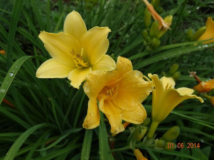 DSC04035 - Plante in gradina 2014
