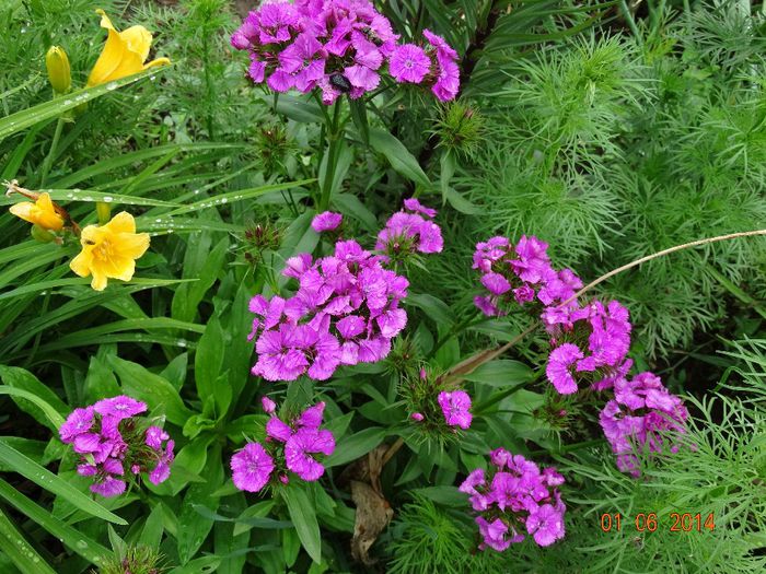 DSC04037 - Plante in gradina 2014