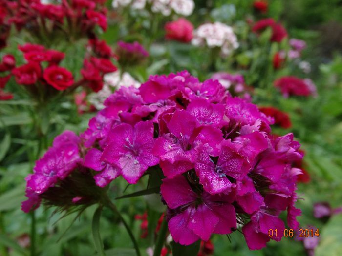 DSC04033 - Plante in gradina 2014