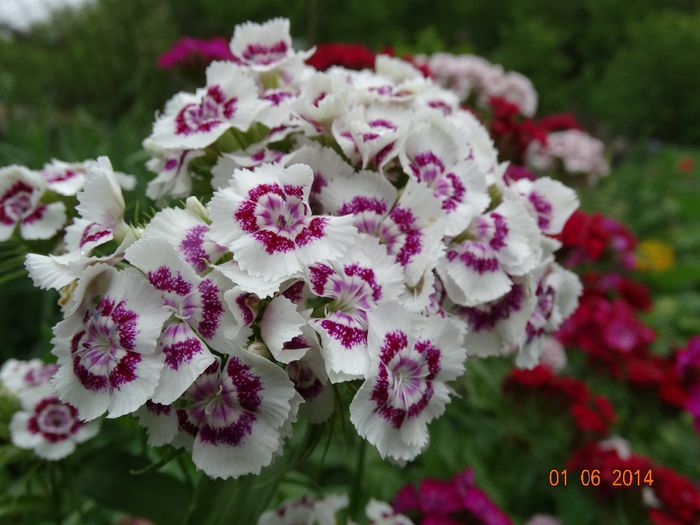 DSC04032 - Plante in gradina 2014