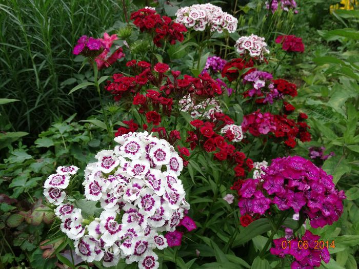 DSC04031 - Plante in gradina 2014