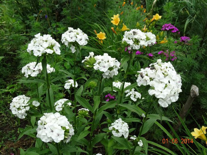 DSC04030 - Plante in gradina 2014