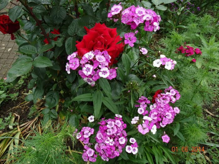 DSC04018 - Plante in gradina 2014
