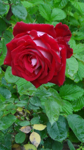 DSC01389 - h-trandafiri2014-1