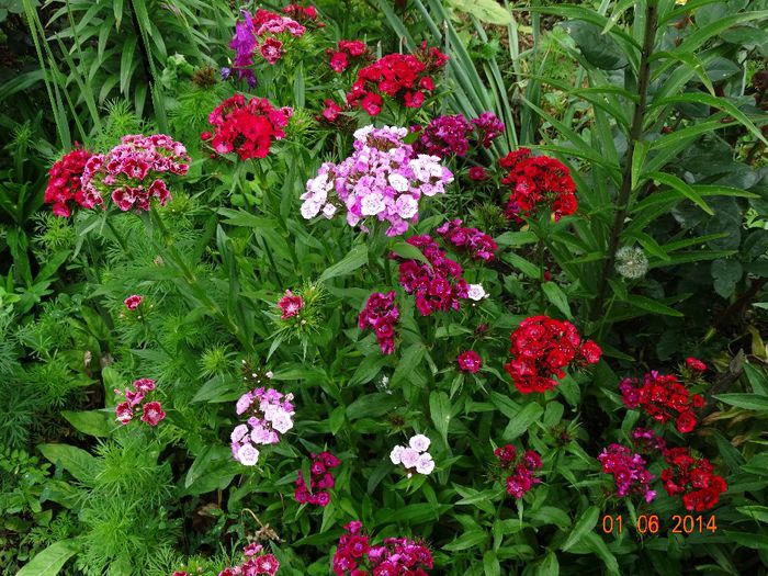 DSC04000 - Plante in gradina 2014