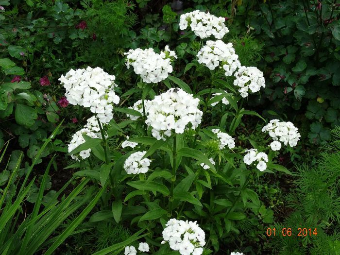 DSC04006 - Plante in gradina 2014