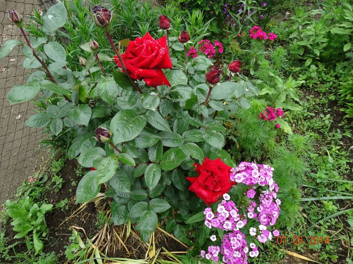 DSC04017 - Plante in gradina 2014