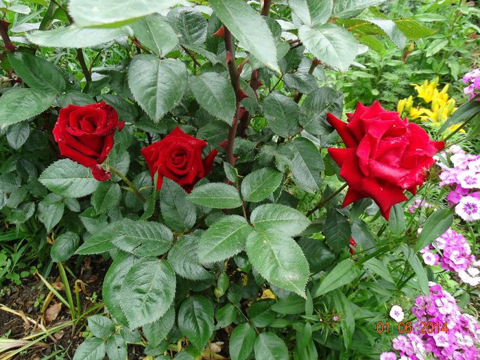 DSC04016 - Plante in gradina 2014
