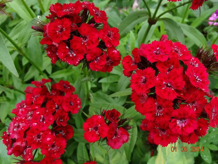 DSC04039 - Plante in gradina 2014