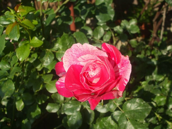poza flori 371