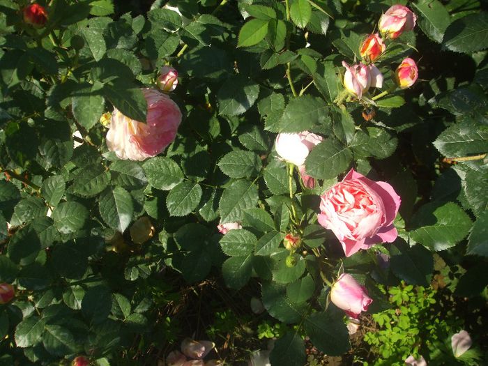 poza flori 376