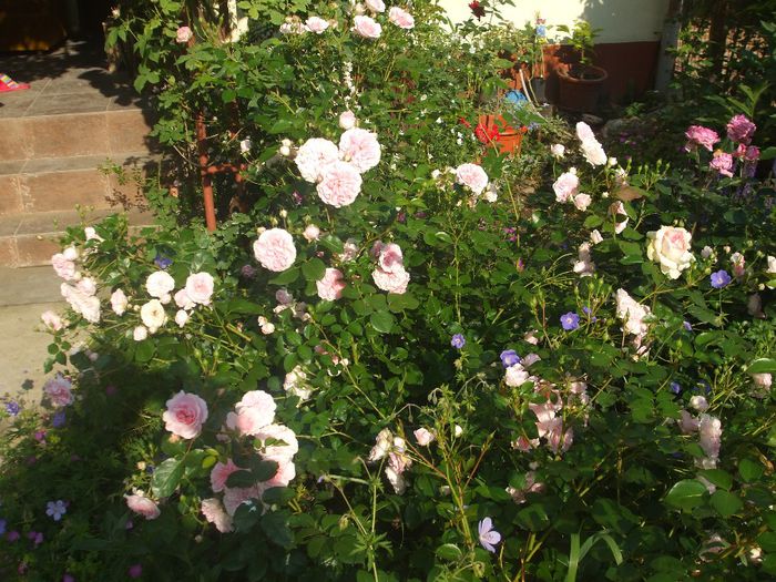 poza flori 385
