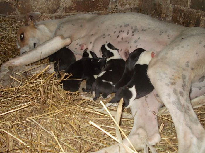 mai tarziu cand o sa mai crestem - FEMELA OGAR CU PUI