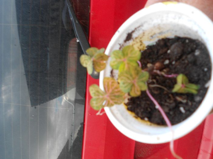 Picture 047 - diverse plante de camera