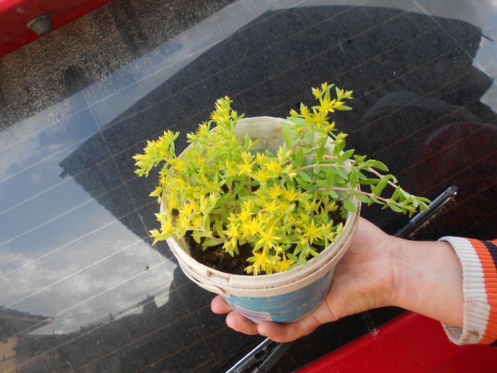 Picture 043 - diverse plante de camera