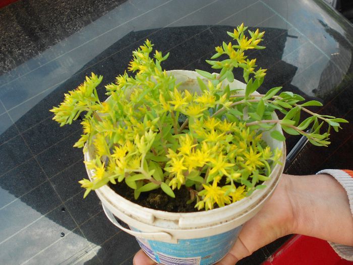 Picture 044 - diverse plante de camera