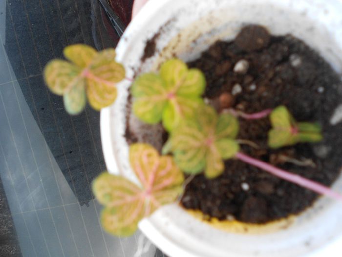 Picture 045 - diverse plante de camera