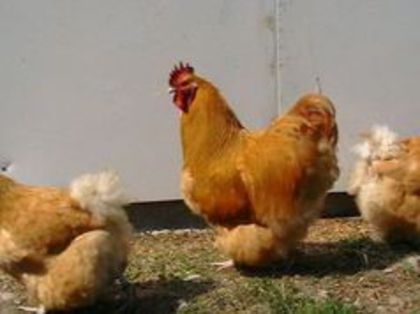  - G ORPINGTON GALBEN