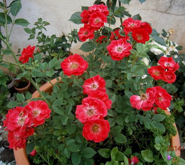 morsdag - Roze 2014