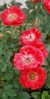 - Roze 2014