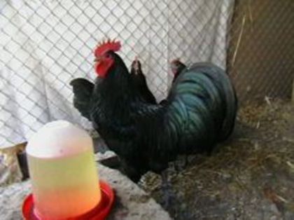  - G AUSTRALORP NEGRU