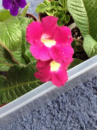 image - streptocarpus