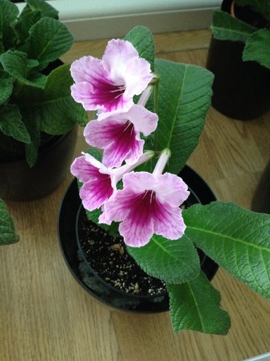 image - streptocarpus