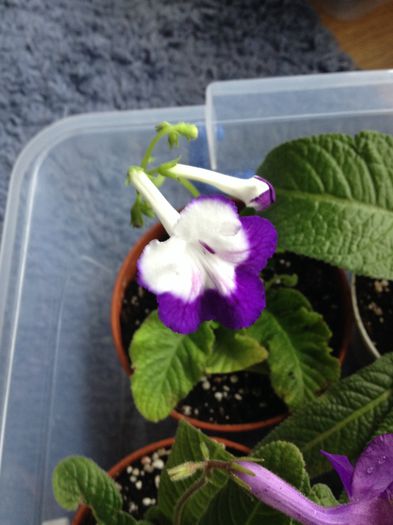 image - streptocarpus