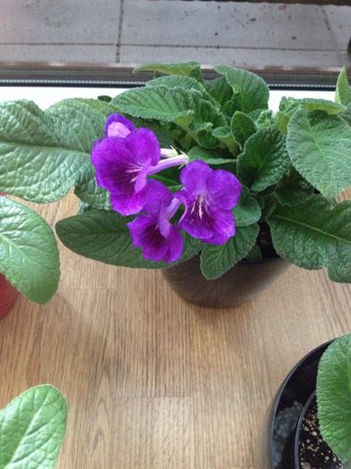 image - streptocarpus