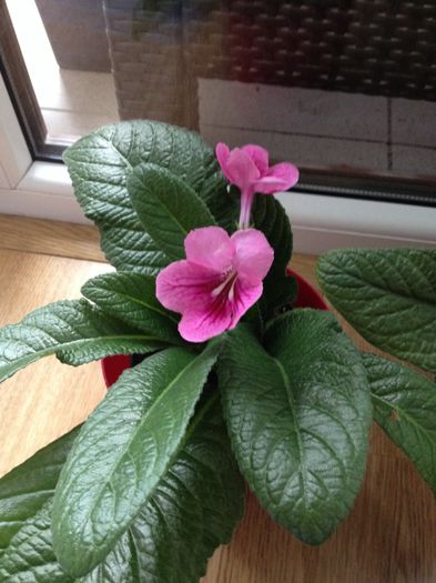 image - streptocarpus