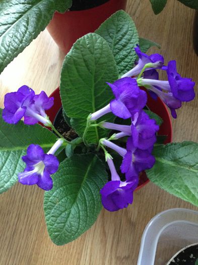 image - streptocarpus