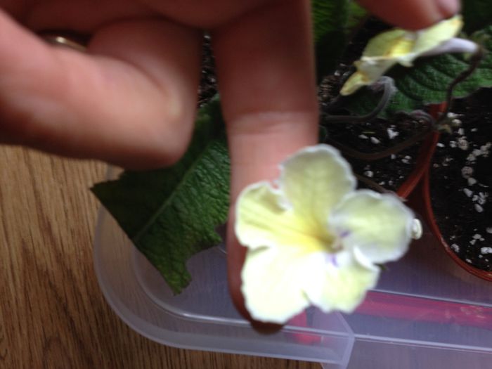 image - streptocarpus