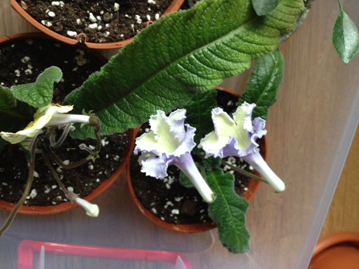 image - streptocarpus