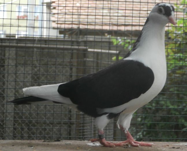 Dat in Alba la Gicu Grozav - D- Porumbei JUCATORI DE GALATI VANDUTI Album 2