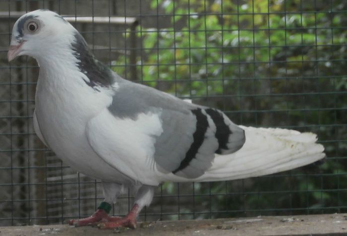 Data in Alba la Gicu Grozav - D- Porumbei JUCATORI DE GALATI VANDUTI Album 2