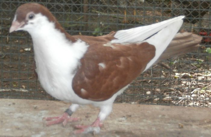 Dat in Alba la Gicu Grozav - D- Porumbei JUCATORI DE GALATI VANDUTI Album 2