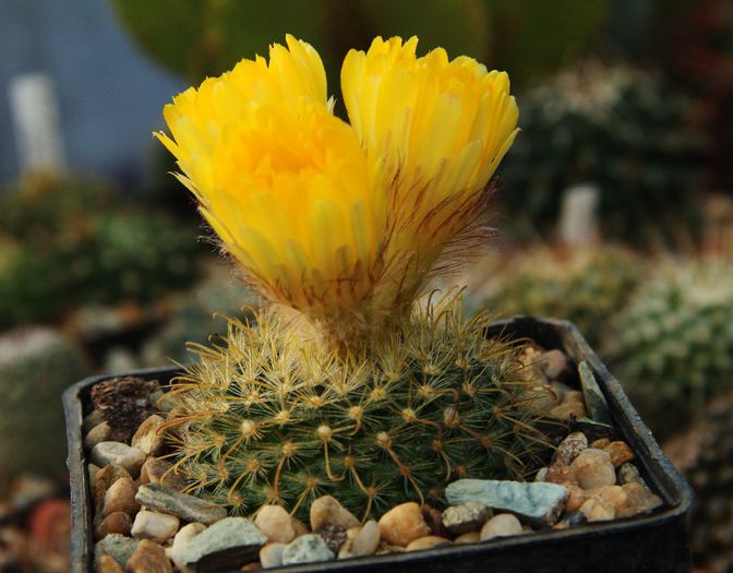 Parodia aureispina - Parodia aureispina