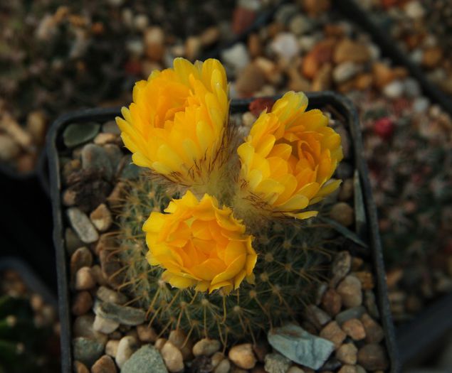 Parodia aureispina - Parodia aureispina