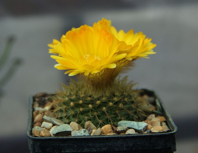 Parodia aureispina - Parodia aureispina