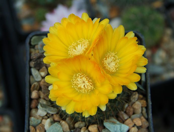 Parodia aureispina