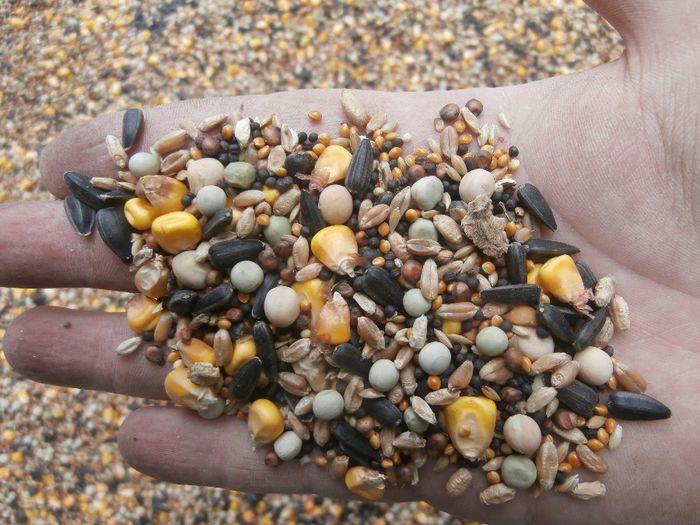 FLOARE, GRAU, PORUMB