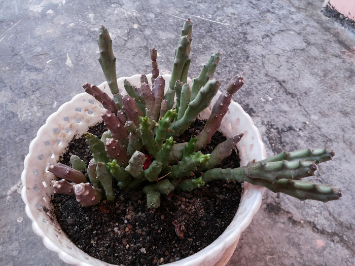 118 Stapelia variegata - Suculente - 2014