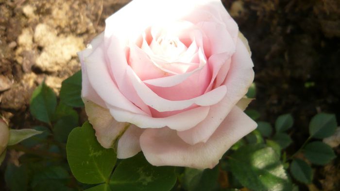 036 - Rose mini