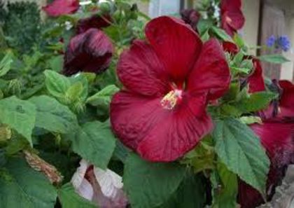 hibiscus mouscheutos luna de pe net