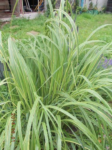 spartina pectinata variegata