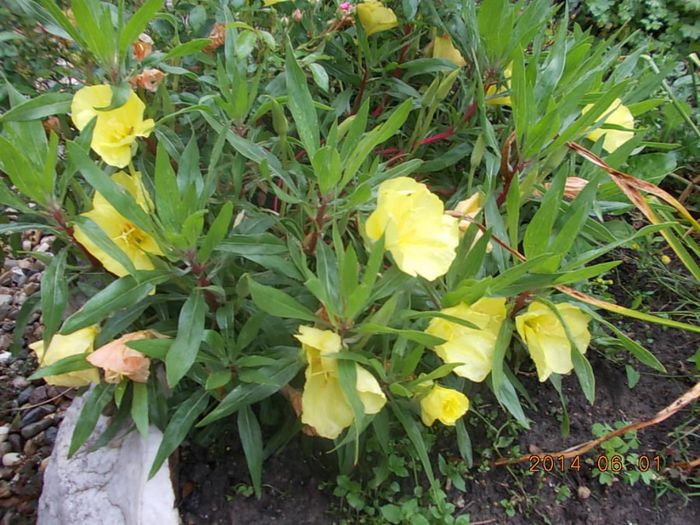 oenothera