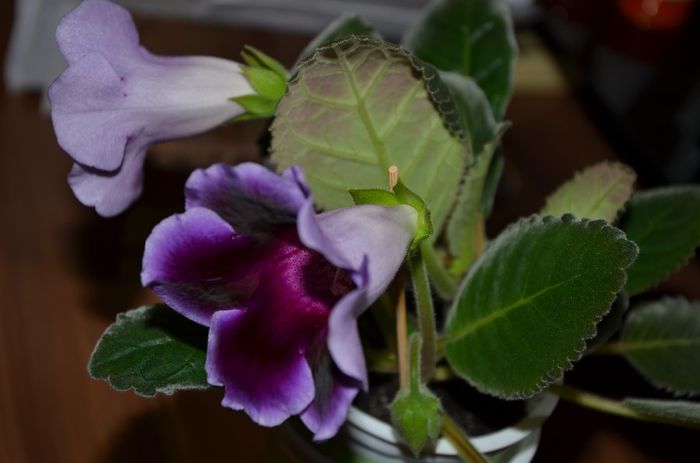 Hibrid Kaiser Wihelm Slipper Rosu